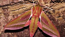 Elephant hawk moth