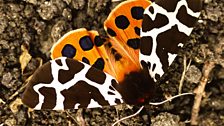 Garden tiger moth