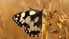 Marbled white butterfly (female)