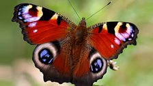 Peacock butterfly (male)