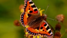 Small tortoiseshell butterfly (female)