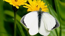 Large white butterfly (male)