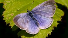 Holly blue butterfly (female)