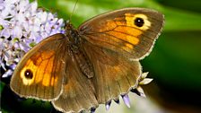 Meadow brown butterfly