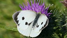 Large white butterfly (female)