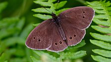 Ringlet butterfly (male)