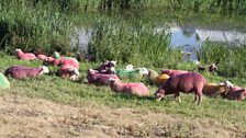 Latitude's famous painted sheep - back for another year at the festival