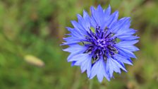 Cornflower