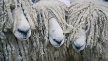 Sheep involved in Lincoln Lipdub