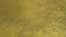 Elvers Migrating up the River Parrett May 2013