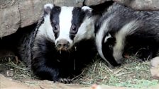 Urban badgers