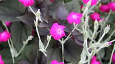 Lychnis coronaria