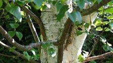 Trunk of a Silver Birch