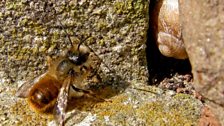 A red mason bee and a snail in a garden wall.