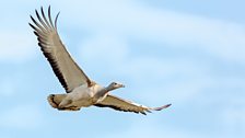 Great Bustard in flight