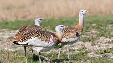 A group of Great Bustards