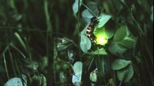 Female Glow Worm