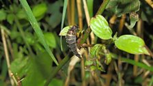 Female Glow Worm