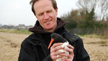 Philip Hoare with an oyster catcher. Photo taken by Peter Wilson