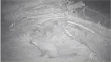 Pine Marten night camera trap at 00:00 on 9th July 2013.