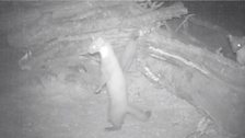 Pine Marten night camera trap at 23:58 on 8th July 2013