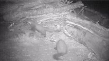 Pine Marten night camera trap at 23:57 on 8th July 2013