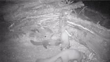 Pine Marten night camera trap at 23:54 on 8th July 2013