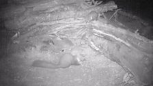 Pine Marten night camera trap at 23:51 on 8th July 2013