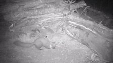 Pine Marten night camera trap at 23:49 on 8th July 2013