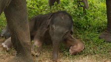 Baby Elephant