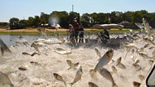 Asian silver carp causing havoc in Illinois