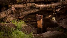 Squinty the pine marten