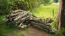 The log pile where the pine martens gather