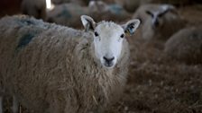 Inquisitive sheep