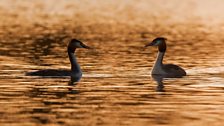 A pair of courting great crested grebes