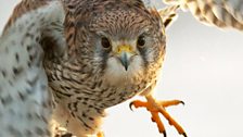 Kestrel in the snow