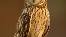 Short eared owl