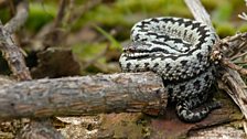 European adder