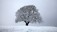 Tree in the snow