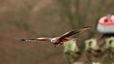 Red kite