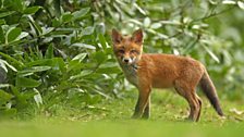 Red fox cub