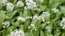 Wild garlic