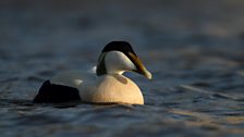 Male eider duck in Seahouses harbour