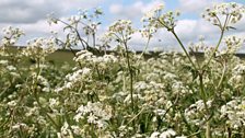 Cow parsley