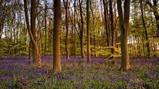 A bed of bluebells amongst the trees