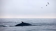 Fin whale near the coast of Britain