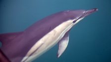 Common dolphin