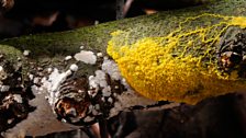 Slime mould