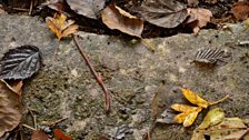 Earthworm leaf bonanza