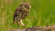 Little owl